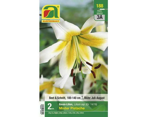 Austro Saat Mister Pistache Baum Lilienpackung