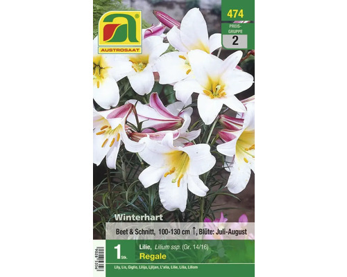Packung Regale Lilien Blumenzwiebeln