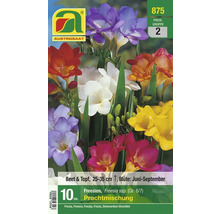 Packung Freesien Blumenzwiebeln, Mischung für Beet und Topf, Blütezeit Juni bis September