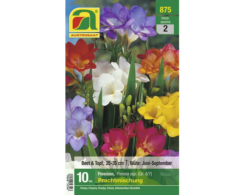Packung Freesien Blumenzwiebeln, Mischung für Beet und Topf, Blütezeit Juni bis September