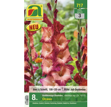 Verpackung großblumige Gladiolen der Sorte Ocaso