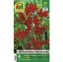 Montbretien Lucifer Blumenzwiebeln, geeignet für Beet und Schnittblumen, Wuchshöhe 60 bis 90 Zentimeter