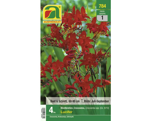 Montbretien Lucifer Blumenzwiebeln, geeignet für Beet und Schnittblumen, Wuchshöhe 60 bis 90 Zentimeter