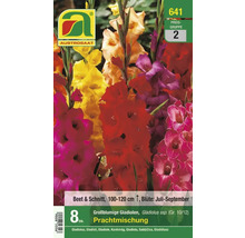 Verpackung großblumige Gladiolen Prachtmischung