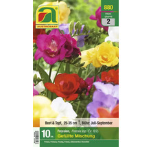 Austro Saat Freesien gefüllte Mischung, 10 Stück für Beet und Topf