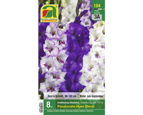 Packung großblumige Gladiolenmischung für Beet und Schnittblumen