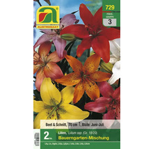 Packung Gartenlilienmischung für Beet und Schnittblumen