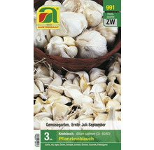 Austrosaat Pflanzknoblauch, 3 Stück, Erntezeit Juli bis September