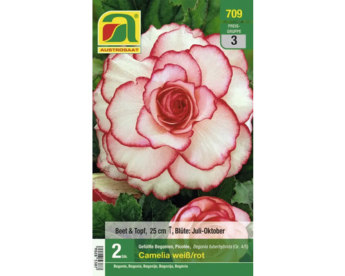 Austro Saat Camelia weiß rote gefüllte Begonienknolle für Beet und Topf