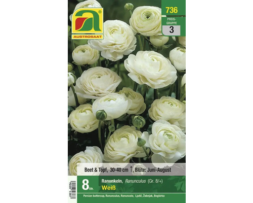 Verpackung weiße Ranunkeln für Beet und Topf