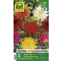 Austro Saat Dahlienmischung Kaktus Vorteilspackung, enthält drei Stück