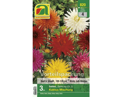 Austro Saat Dahlienmischung Kaktus Vorteilspackung, enthält drei Stück