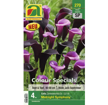 Calla Zantedeschia Midnight Symphony Blumenzwiebelpackung