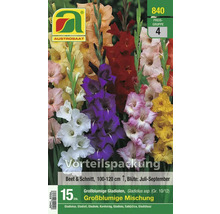 Austrosaat Gladiolenmischung für Beet und Schnitt, Blütezeit Juli bis September