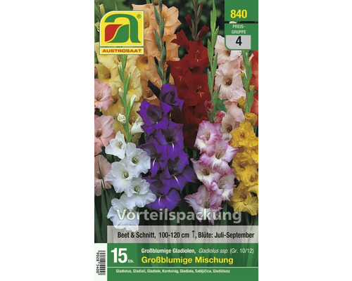 Austrosaat Gladiolenmischung für Beet und Schnitt, Blütezeit Juli bis September