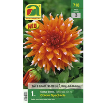 Packung Kaktus Dahlie Colour Spectacle