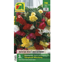 Austrosaat Hängebegonien Mischung, Begonia tuberhybrida, 20 cm