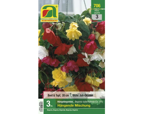 Austrosaat Hängebegonien Mischung, Begonia tuberhybrida, 20 cm