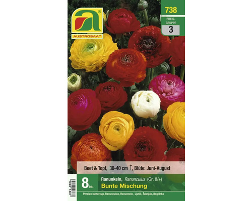 Verpackung bunte Ranunkeln Mischung für Beet und Topf