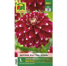 Zierdahlie Red Rock, 90 cm hoch, Blütezeit Juli bis Oktober