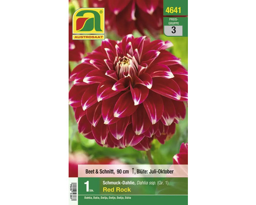 Blumenzwiebel Austrosaat Dahlie 'Red Rock' 1 Stück