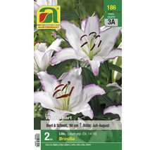 Lilienpackung mit weißen Blüten und violetten Rändern, Sorte Brasilia