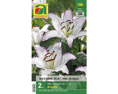 Lilienpackung mit weißen Blüten und violetten Rändern, Sorte Brasilia