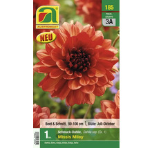 Zierdahlie Missis Miley für Beet und Schnitt, Blütezeit Juli bis Oktober