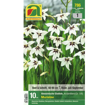 Packung Abessinische Gladiole, Acidanthera Murielae, geeignet für Beet und Schnitt