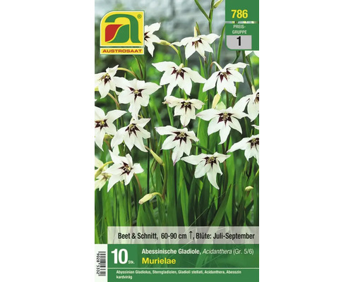 Packung Abessinische Gladiole, Acidanthera Murielae, geeignet für Beet und Schnitt