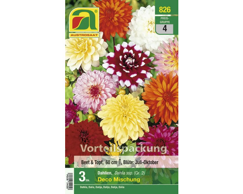 Dahlien Deco Mischung, Vorteilspackung mit Austrosaat Logo