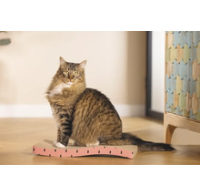 Katze sitzt auf einem Kratzbrett