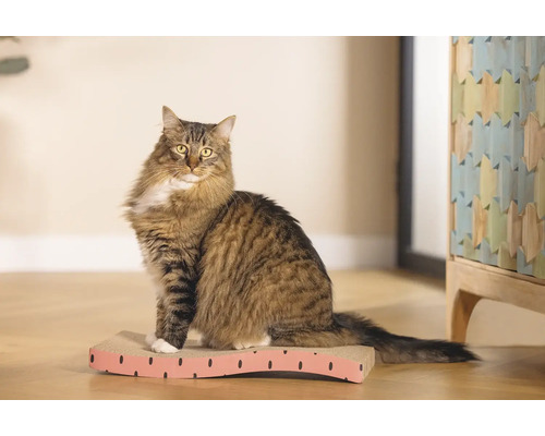 Katze sitzt auf einem Kratzbrett