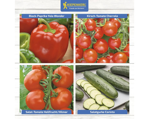 Collage verschiedener Gemüsesorten: Blockpaprika Yolo Wonder, Kirschtomate Cherrola, Salattomate Hellfrucht/Hilmar und Salatgurke Corinto
