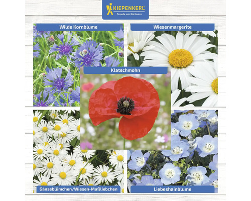 Collage verschiedener Wildblumenarten: Kornblume, Margerite, Klatschmohn, Gänseblümchen und Liebeshainblume