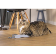 Langhaarige Katze liegt auf einer Schachtel auf Holzboden