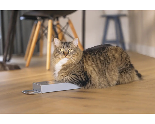 Langhaarige Katze liegt auf einer Schachtel auf Holzboden