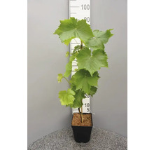 Weinrebe im Topf