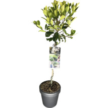 Kriechmispel als Spalierbaum im Topf