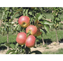 Apfelbaum mit reifen Äpfeln und grünen Blättern