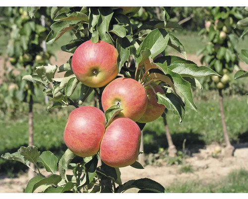 Apfelbaum mit reifen Äpfeln und grünen Blättern
