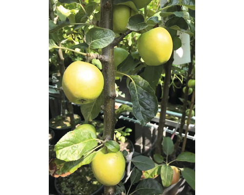 Apfelbaum mit Früchten im Garten.