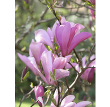 Nahaufnahme einer blühenden Magnolie im Garten.