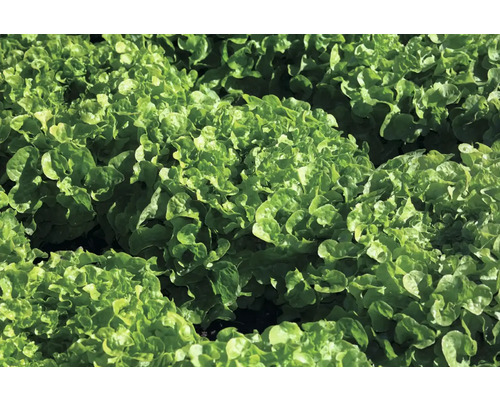 Eichblattsalat rot FloraSelf Bio 6er-Tasse Nahaufnahme von Pflücksalat im Garten.