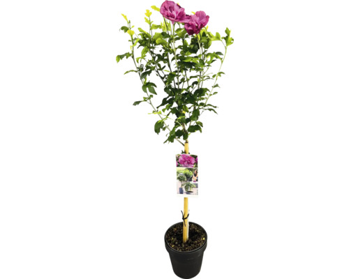 Hibiskusstrauch im Topf mit Schild