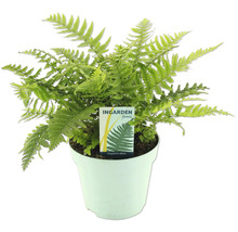Grüner Farn im Topf der Marke Ingarden Ferns