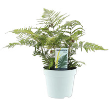 Dryopteris erythrosora Farn im Topf