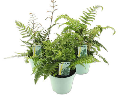 Farne Mix FloraSelf H 10-30 cm Co 2 L versch. Sorten