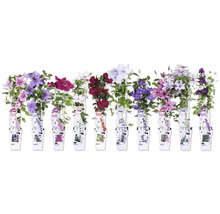 Verschiedene Clematis Sorten mit Blüten und Etiketten