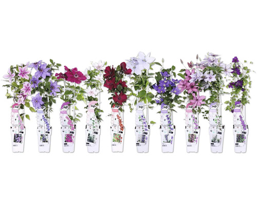 Verschiedene Clematis Sorten mit Blüten und Etiketten
